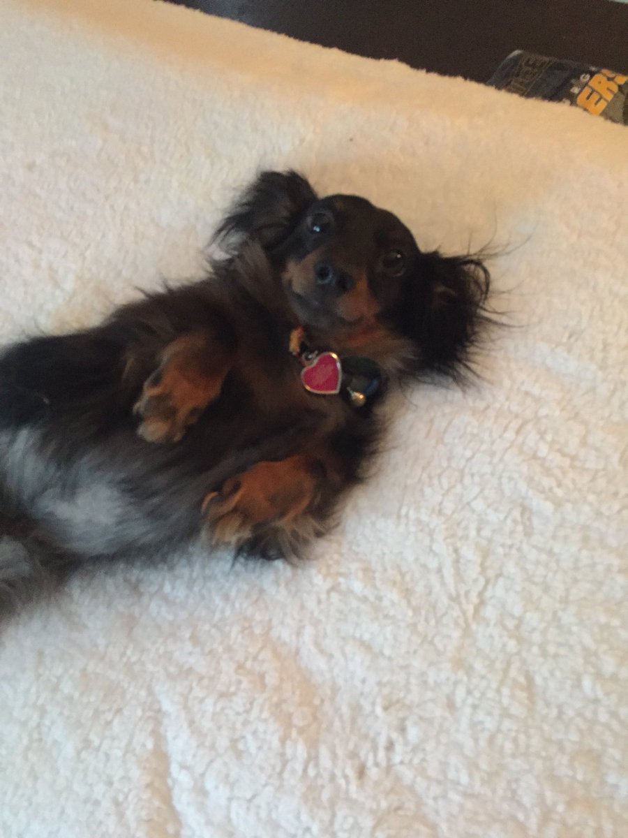 LexVandy's tweet photo. #NationalPuppyDay 🐾❤️ https://t.co/xZSo3NGKK6
