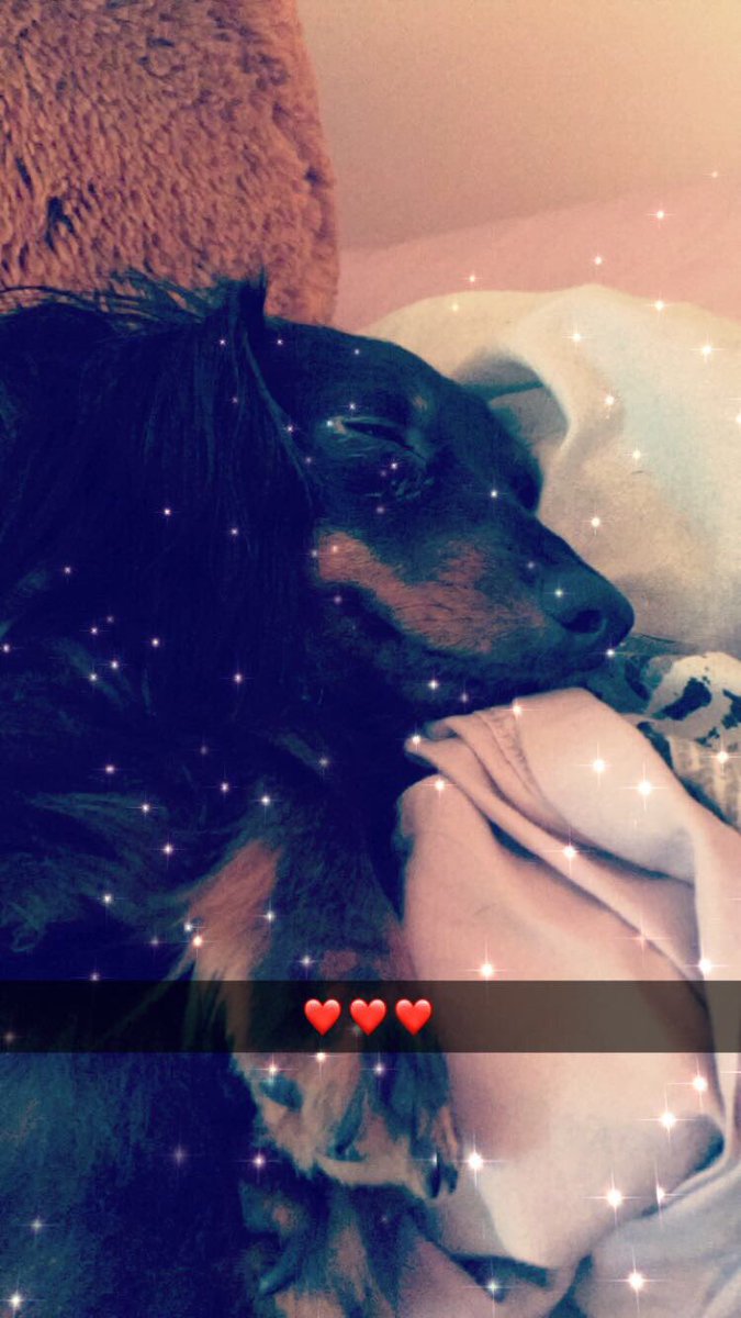 LexVandy's tweet photo. #NationalPuppyDay 🐾❤️ https://t.co/xZSo3NGKK6