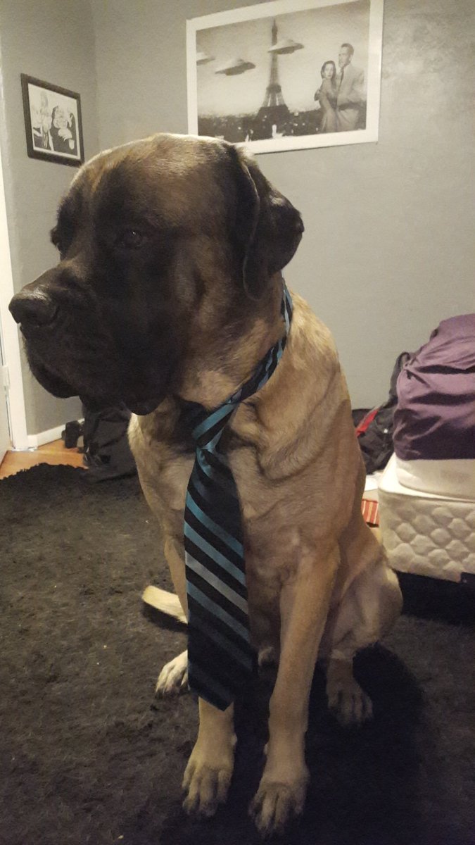 BeastlyPasta's tweet photo. It’s #NationalPuppyDay so here’s my puppy! https://t.co/oWbrOmRE4J