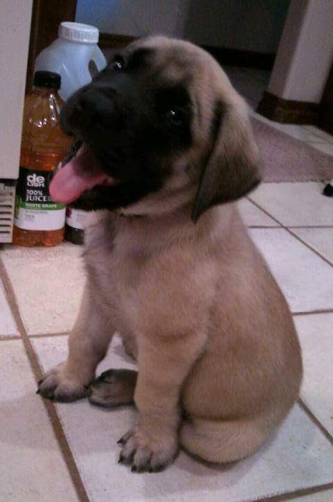 BeastlyPasta's tweet photo. It’s #NationalPuppyDay so here’s my puppy! https://t.co/oWbrOmRE4J