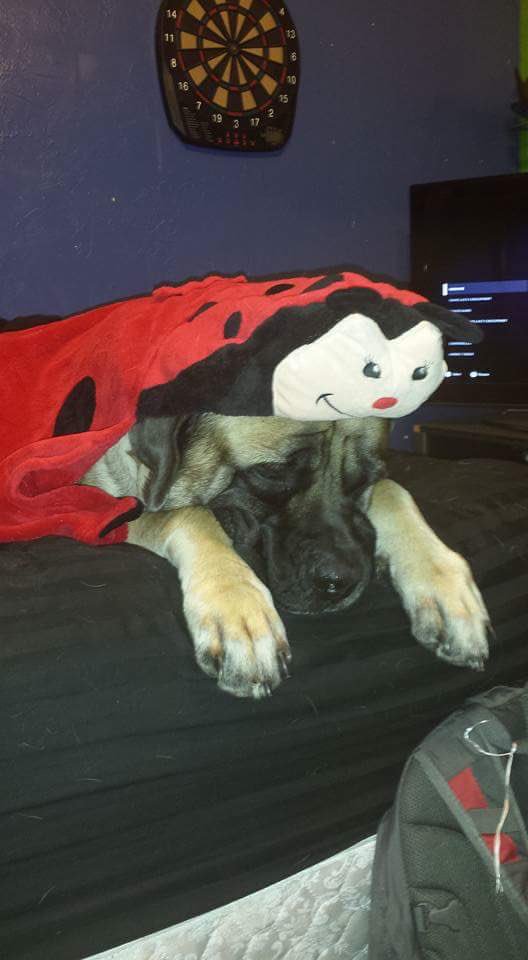 BeastlyPasta's tweet photo. It’s #NationalPuppyDay so here’s my puppy! https://t.co/oWbrOmRE4J