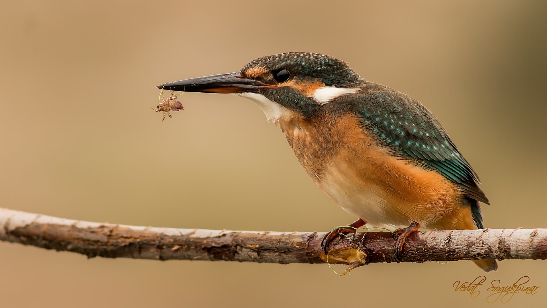Yalı çapkını 60 bölüm