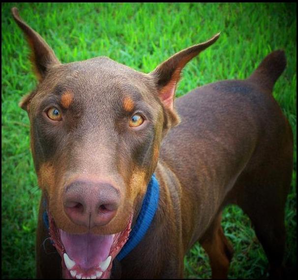Adopting A Guard Dog. 
If you have the time and are able to make the commitment, adopting a guard dog can be one of the best animal relationship decisions you will ever make!
rightpet.com/articles/home/…