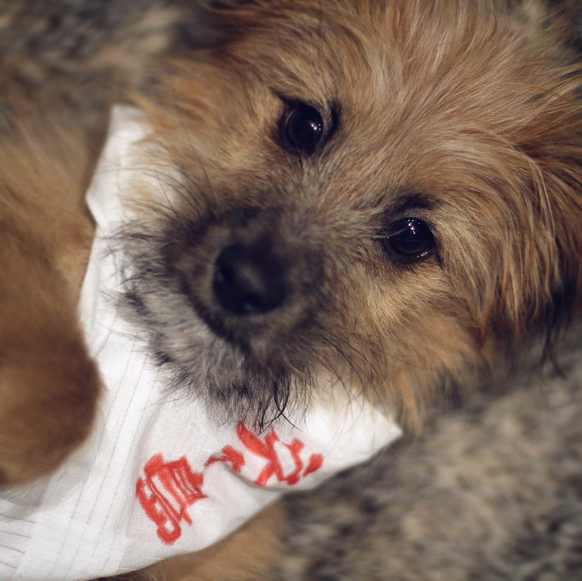 Vindignation tweet media