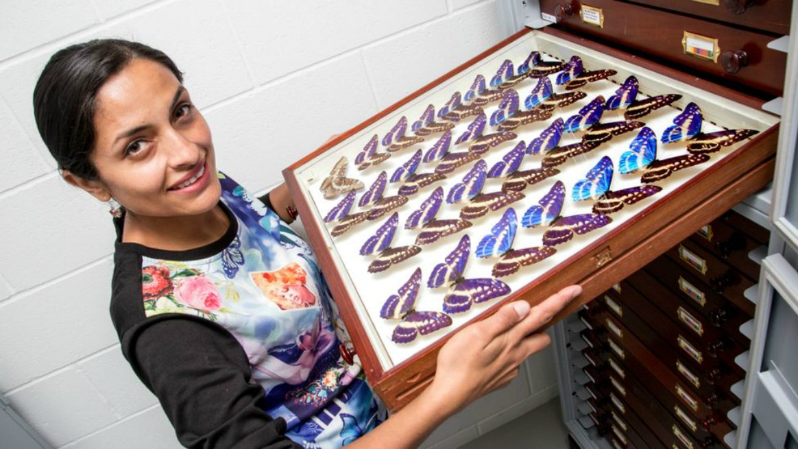 La colombiana que dirige la colección de mariposas más grande del mundo. bit.ly/2HW0UIi