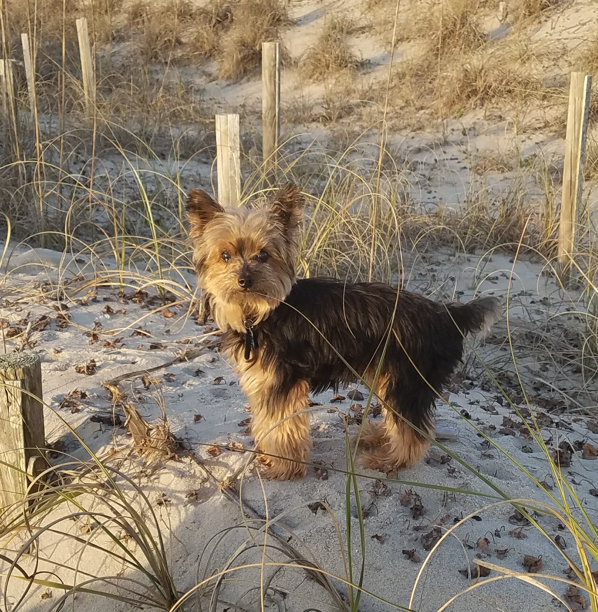 fussellteaches's tweet photo. #NationalPuppyDay. He's not a puppy, but he's still my puppy.  #yorkie #harleyman #makesmesohappy https://t.co/yCCfBVkbuB