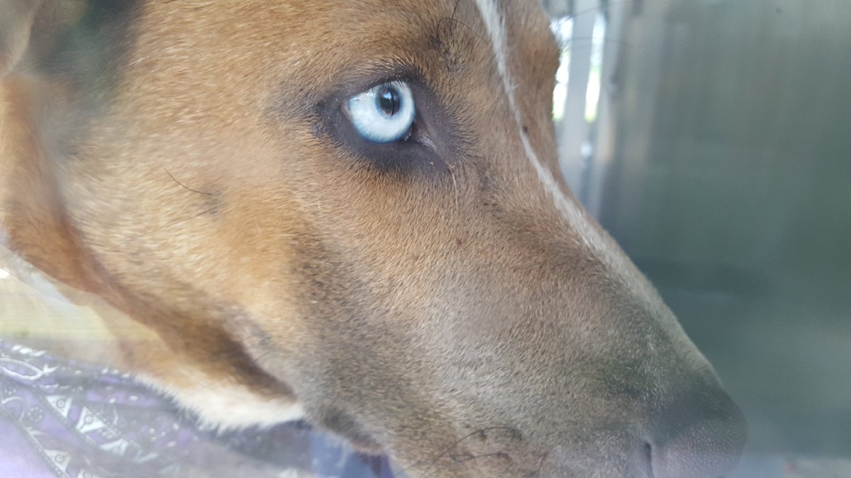 Sunset Animal Hospital (sunset_animal) Twitter