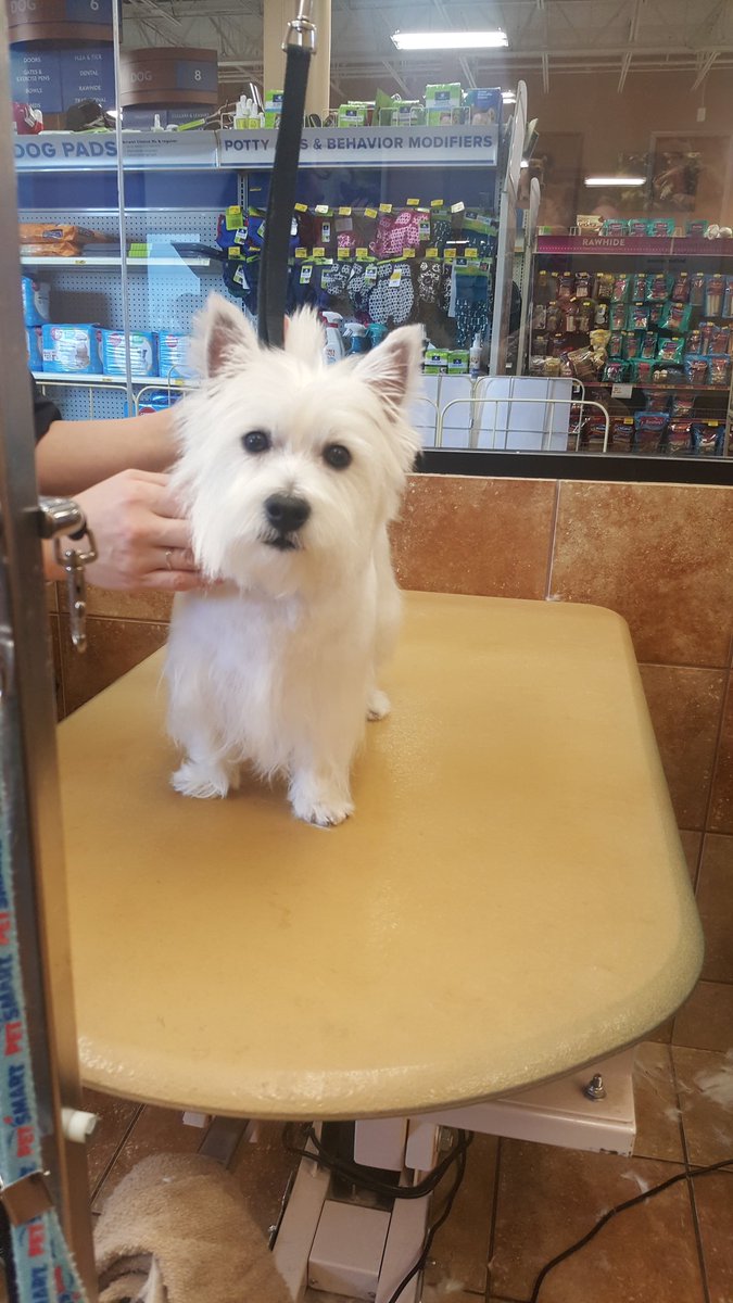 Lacie #2233 #CNY Breed Standard #northeastgrooming