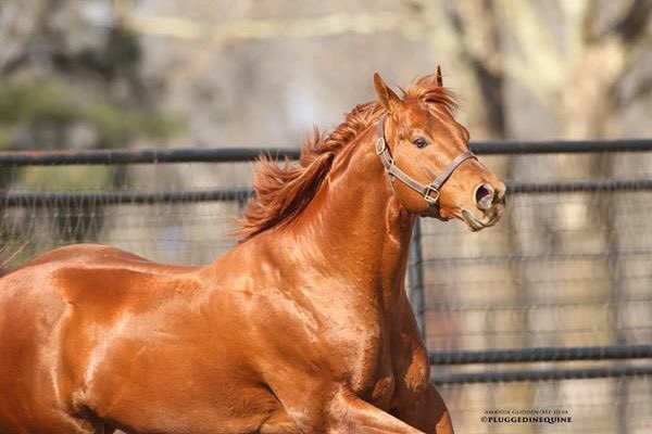 BobMooreFarms's tweet photo. Wow! Impressive wire-to-wire performance by Suze Returns (High Rate Of Return-Brown Eye Suze) in the 5th trial to the West Texas Futurity. The 2-1/4 length debut win is the fastest time so far to the 300 yard grade 2 event. Stay tuned! #HighRateOfReturn https://t.co/OTA5ocoNou