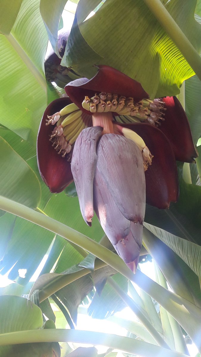maproducemx's tweet image. Beautiful #banana #flower.

#produce #fresh