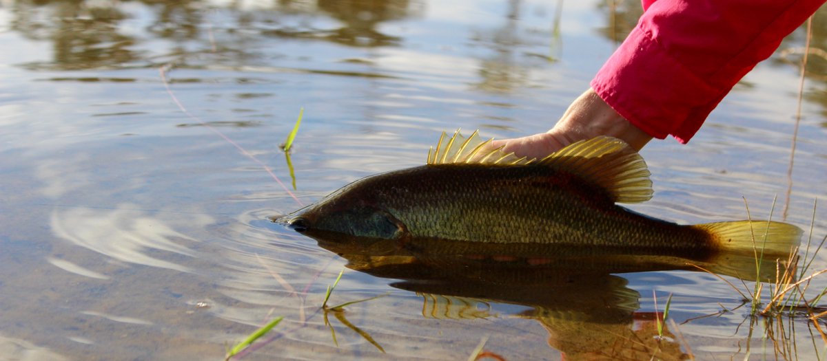 You got the right size of #LiveBait for the #bass you're trying to catch. Good! Now, keep in mind you won't catch any #fish if the bait separates from the #hook during the cast. Follow these beginner bass #fishing tips to make sure you set it right! ow.ly/x5Zb30j6isw