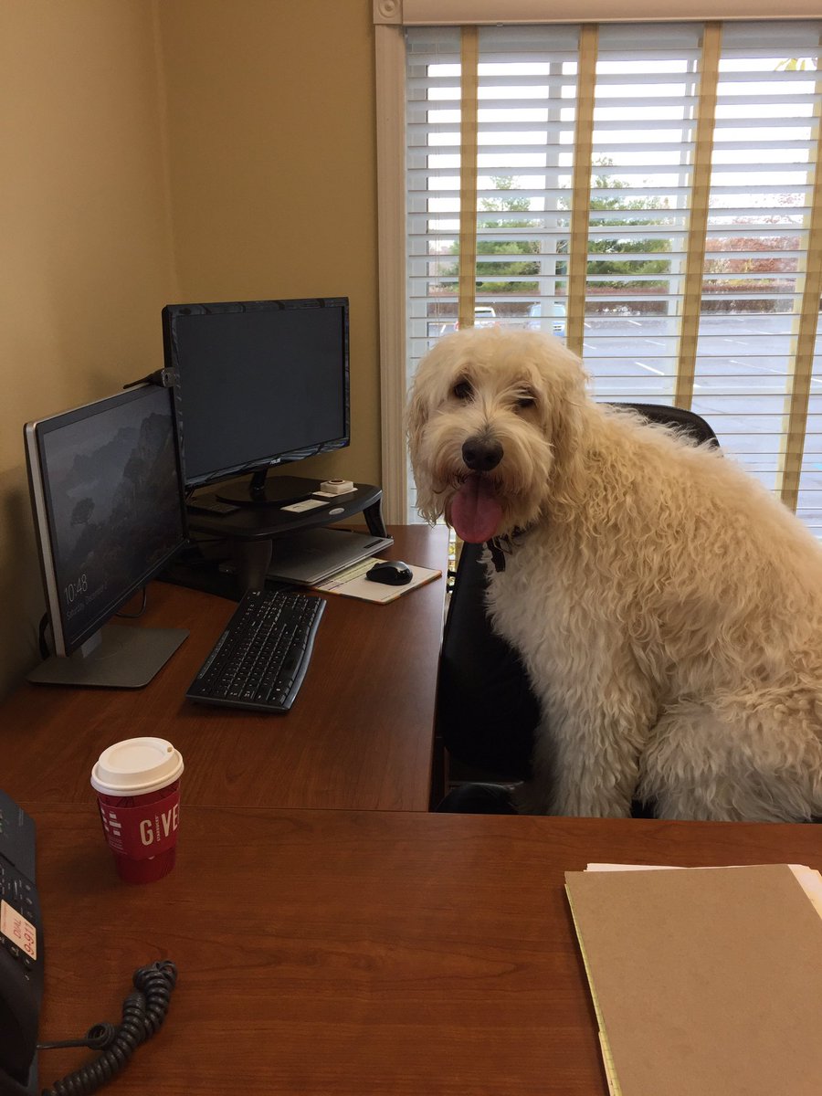 LizDurstFowler's tweet photo. Today is National Pup Day -- who knew? We celebrate with this photo of Wiley, the Chief Morale Officer at Bluegrass Care Navigators. Show us your pup! https://t.co/7XnskhaAID