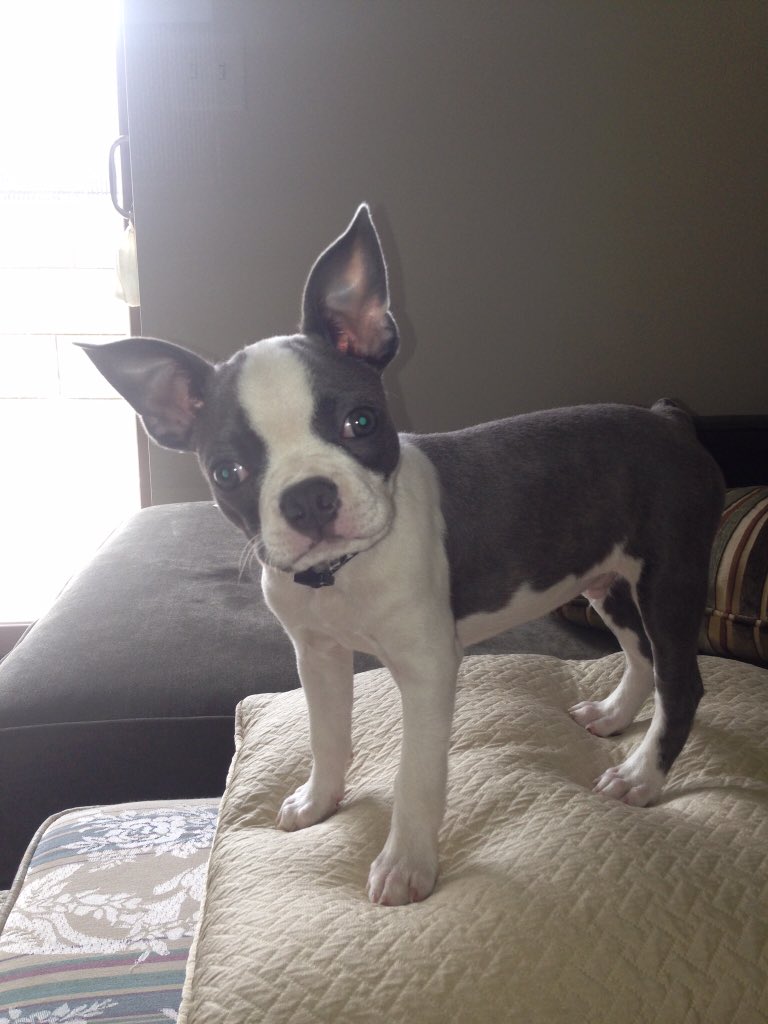 Snuggle your dog today! Happy #NationalPuppyDay I cannot believe how little Blue used to be 🐶❤️ #mansbestfriend #bostonterrier #dogsovereverythingismything