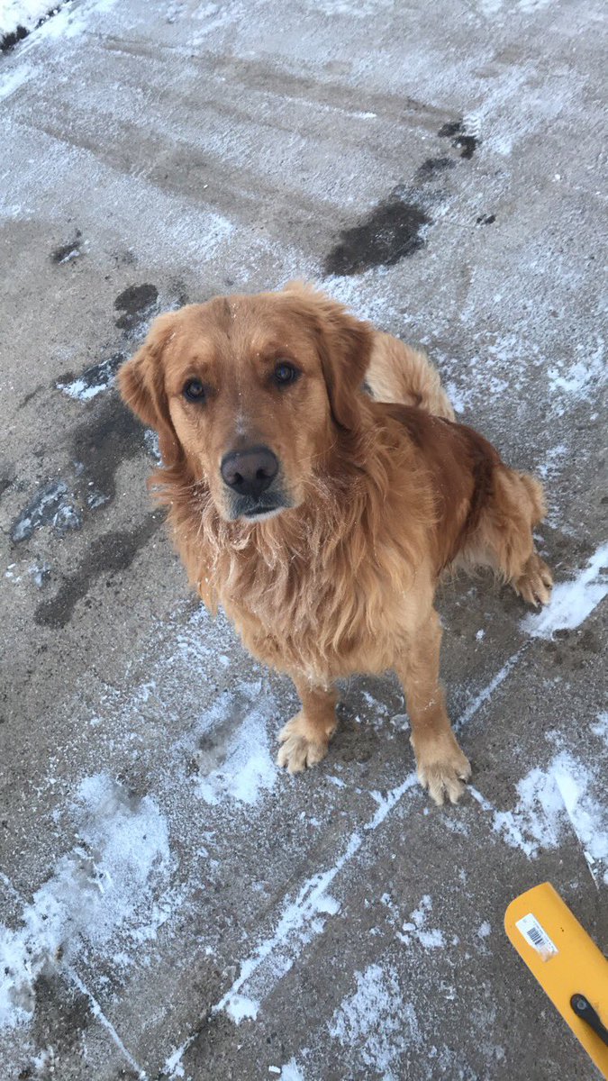 KipKuper's tweet photo. Hope everyone enjoys these pics of my boy Leo! #NationalPuppyDay https://t.co/hTmNfEIa77