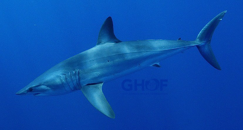 GuyHarveyResort's tweet image. “Rob,” a male #makoshark tagged by the #GHRI in June 2017 traveled nearly 5,900 miles to #Jacksonville, FL....maybe he heard about the new #GuyHarvey Outpost Resort in St. Augustine?! #TravelInspired #GHOF #conservation #StAugustine #endageredspecies