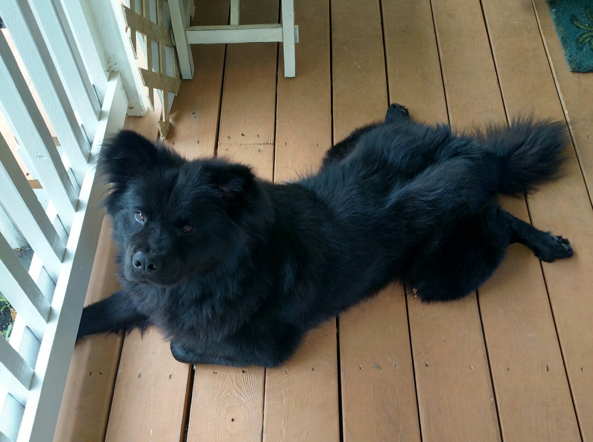 Ophelia_77's tweet photo. Happy #NationalPuppyDay to my Bellatrix. Rescued at 8 months, I never got to see her as a tiny pup but I imagine the floof was heart-melting. #floorbear https://t.co/L4nWWqe4dj