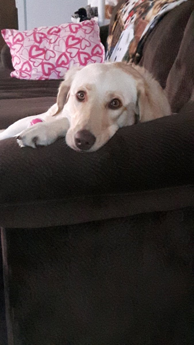 KatrineInCanada's tweet photo. I love this little face #NationalPuppyDay #SpoiledPuppy https://t.co/2tzYDbEjXP