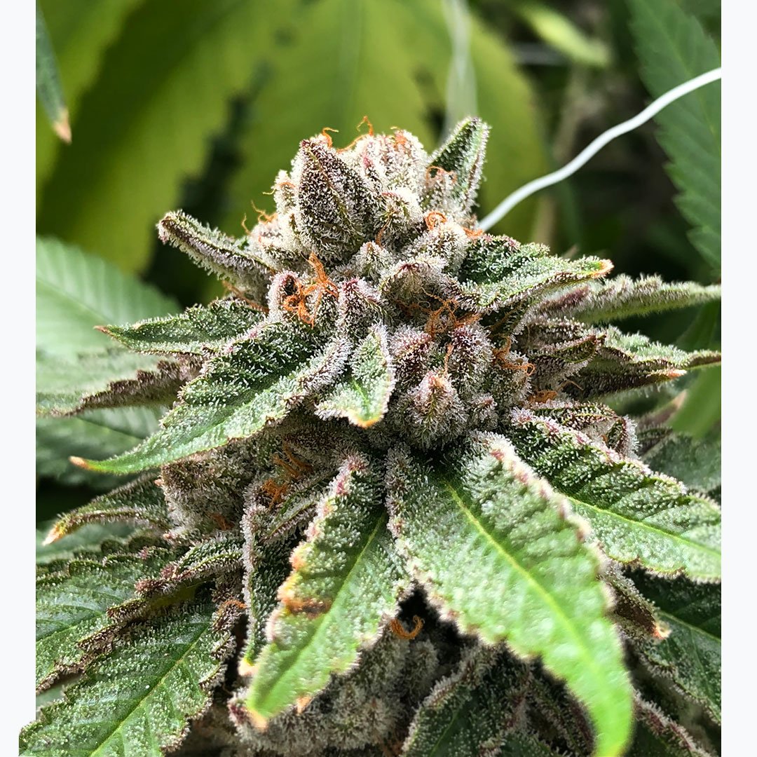 UltraHealthMC's tweet photo. #FreshFromTheGrow #ElectricPunch ⚡️🥊
#UH #UltraHealth #UltraHealthGrowTeam #NewMexico #medical #cannabis #NM #NMCannabis #NMGrown #NMcrops #ABQ #SantaFe #Hobbs #POTD #420 #weedstagram #CannabisCommunity #CannabisCulture #terps #terpene #NM # #salud https://t.co/yhZs1XVgCQ