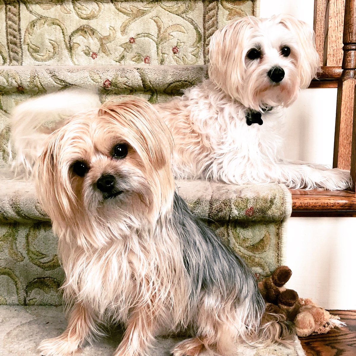 tpseaver's tweet image. Lots of Love from Bently and Cameron! #NationalPuppyDay #abc7ny
