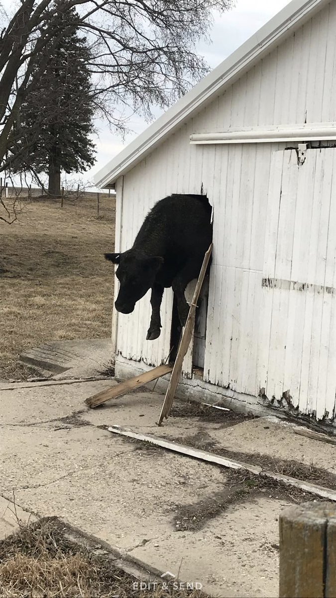 So I just came around the corner to this...I’ve seen some things in my life but cow stuck in the window is a first. Time for a diet fatass