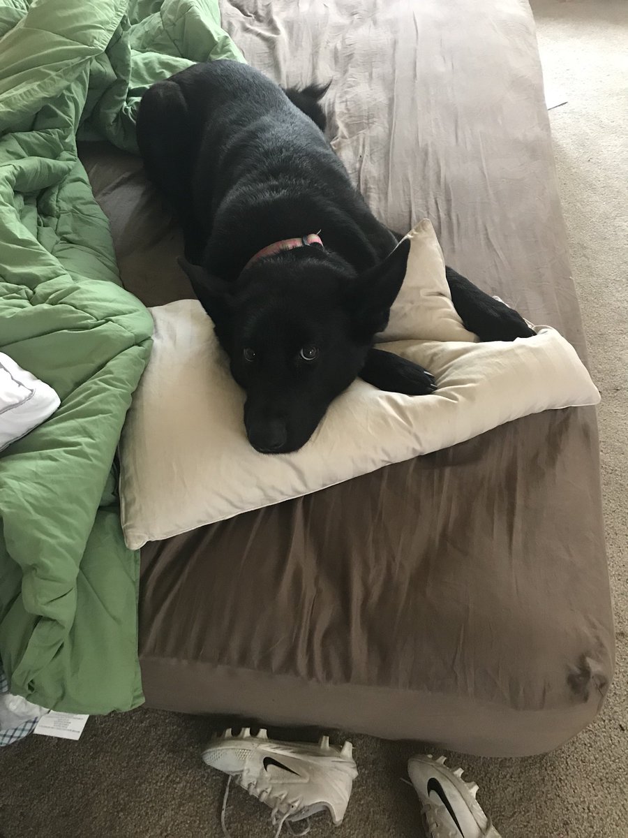 skydivinagracia's tweet photo. Happy national puppy day to my favorite puppers 😍😍😍😍😍 #Gelly #ScoutyScout #CallieRae https://t.co/0EstgrHkhp
