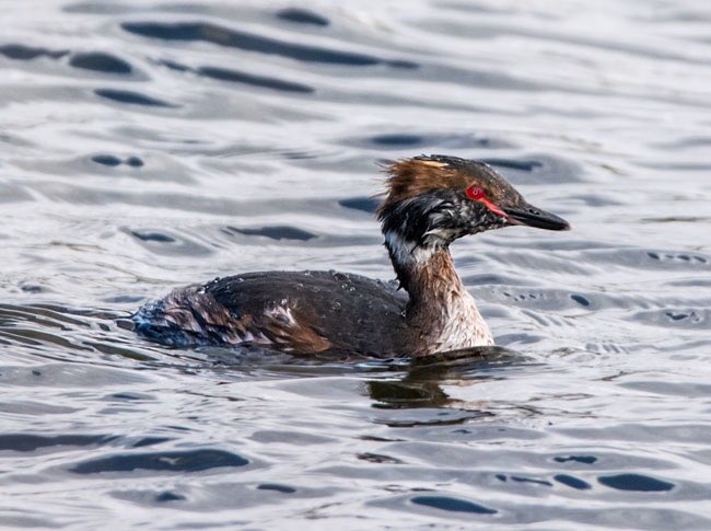 Hogganfield Loch, Glasgow, Friday pm: Slavonian Grebe