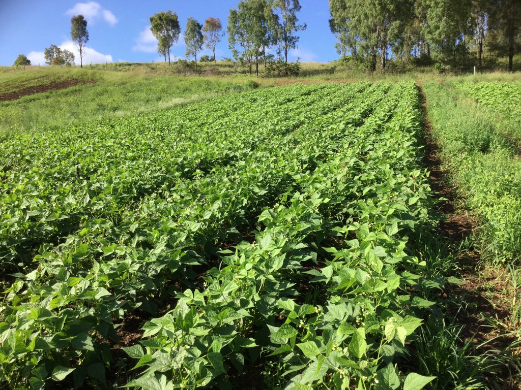 lutajobe's tweet photo. @foodnfibre Thanks to you ๐๐ผ๐๐ผ๐๐ผMight have to steal it for promoting my beans๐
#secretserve
@onionsaust https://t.co/APKzONjiyF