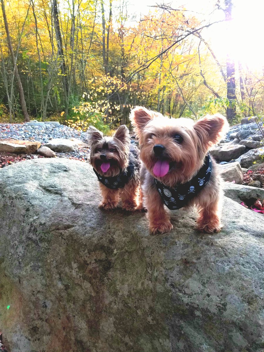 wendyo55's tweet photo. #NationalPuppyDay - Our pups- Bj&amp;Sammy 💚🐶💚🐶 https://t.co/bcIV24Mw69