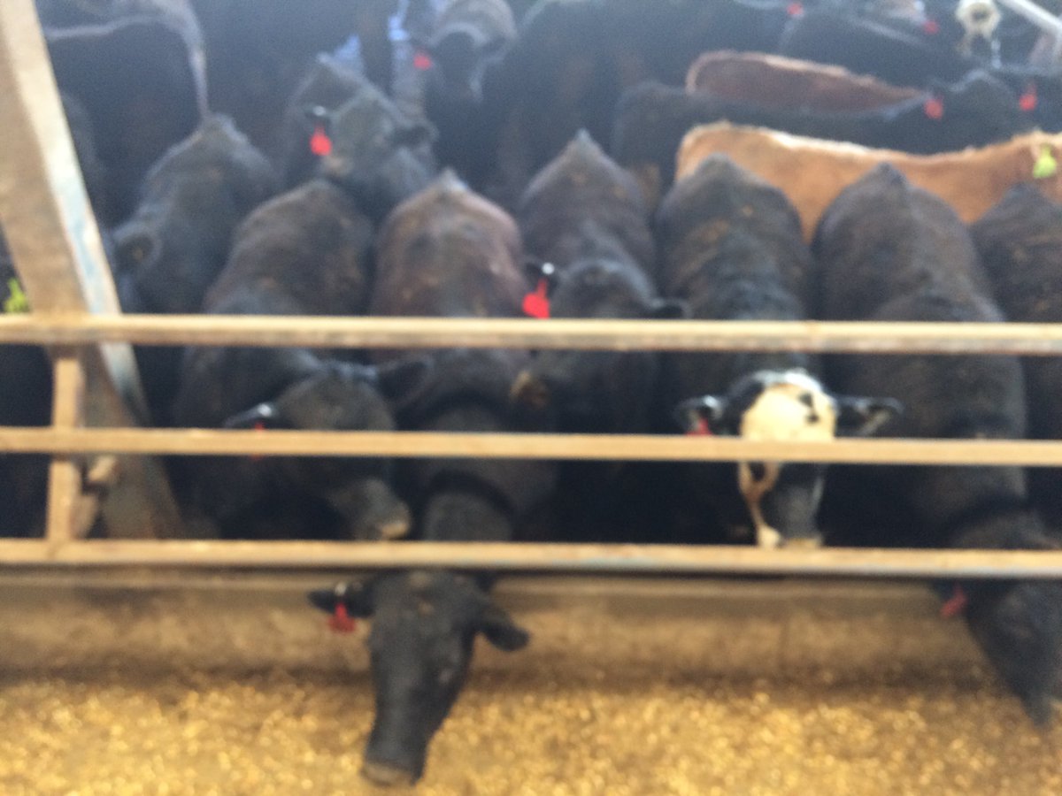 Tom Bowman (@thomasbowman_) on Twitter photo Good day touring some <a href="/OntarioBeef/">Ontario Beef</a> in Dufferin, Grey and Wellington counties with the OAC Beef Science Club. Good day touring some <a href="/OntarioBeef/">Ontario Beef</a> in Dufferin, Grey and Wellington counties with the OAC Beef Science Club.