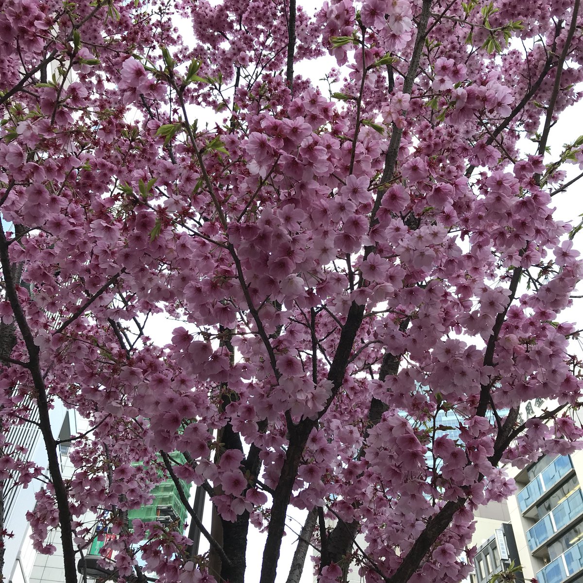 Ichiro Mizuki No Twitter おはゼーット ひときわ目立つ濃いピンク色の桜 カワヅザクラかと思いきや咲く時期が遅いので種類は分からけどインスタ映えする桜だz 今日も良い一日を Have A Good Weekend Pura Vida Z 桜 濃いピンク色の桜 水木一郎 T Co