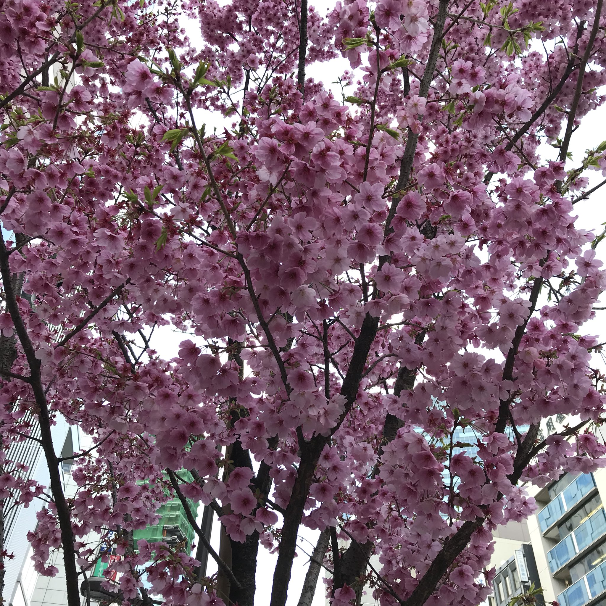Twitter 上的 Ichiro Mizuki おはゼーット ひときわ目立つ濃いピンク色の桜 カワヅザクラかと思いきや咲く時期が遅いので種類は分からけどインスタ映えする桜だz 今日も良い一日を Have A Good Weekend Pura Vida Z 桜 濃いピンク色の桜 水木一郎 T