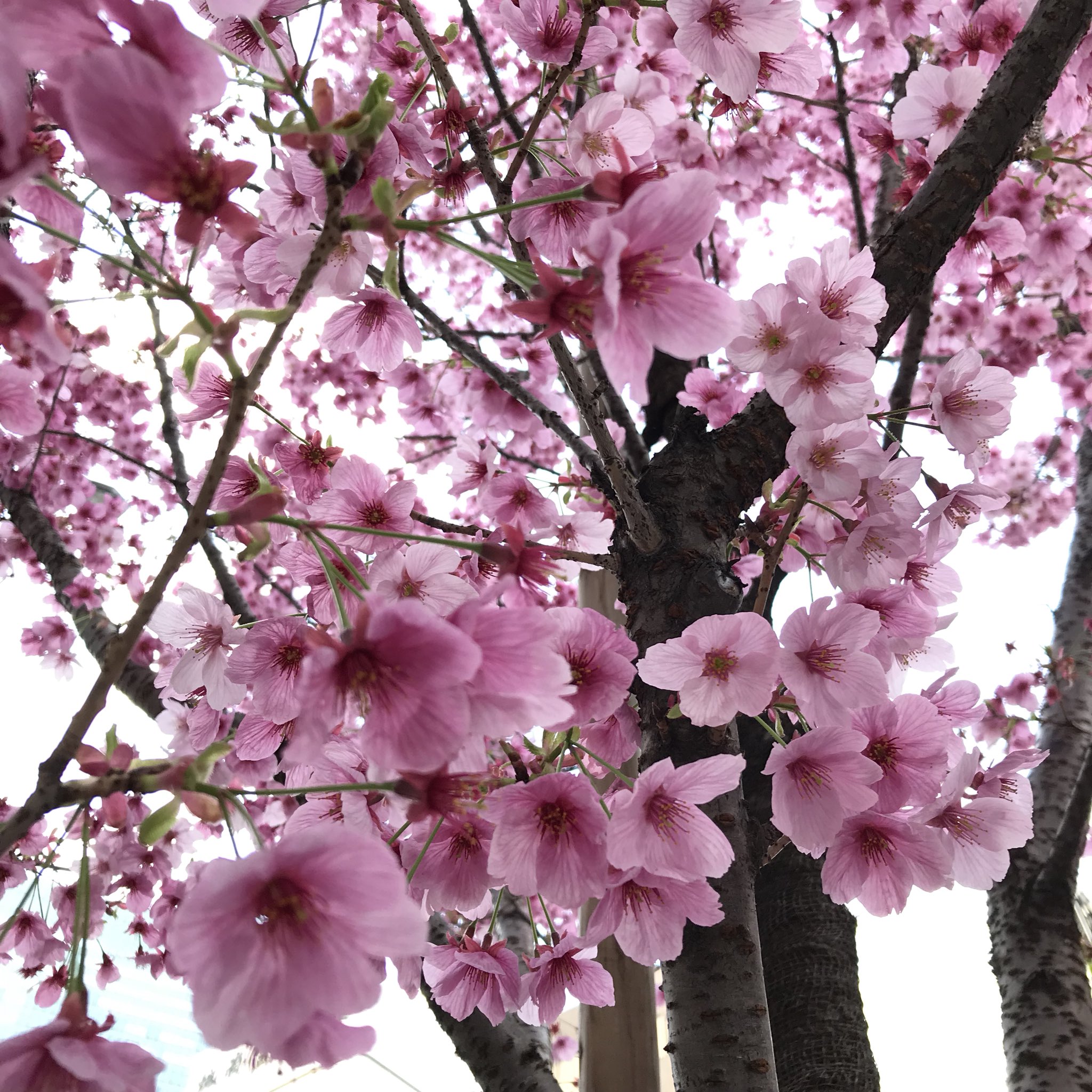 濃いピンク色の桜 Twitter Search Twitter