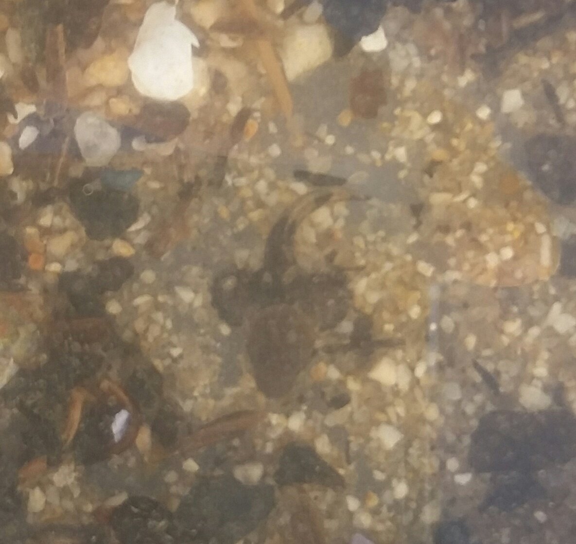 水夢 今朝は伊勢湾北部でノコギリガザミの餌採りカレイ沢山 ボラはぽつぽつ アユカケの稚魚が3匹でした ボラとアユカケは飼育します アユカケ 河口干潟 水夢 今朝は伊勢湾北部でノコギリガザミの餌採りカレイ沢山 ボラはぽつぽつ アユカケの稚魚が3匹でした ボラとアユカケは飼育します アユカケ 河口干潟