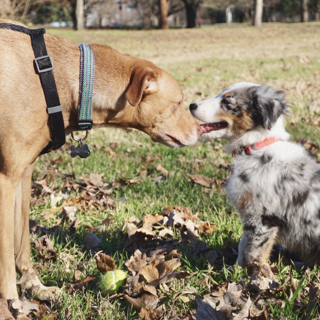 White Hat tweet media