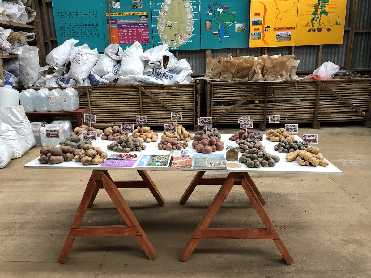 Melvin_Bolton's tweet photo. Beautiful display of the wide variety of native potatoes grown in Chile! Great sources of resistance genes and a myriad of other important traits! @UAustraldeChile #potato #papasnativas #nativepotatoes https://t.co/tPFXLsdVYJ