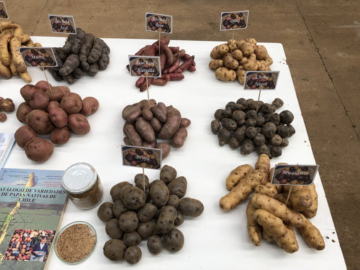 Melvin_Bolton's tweet photo. Beautiful display of the wide variety of native potatoes grown in Chile! Great sources of resistance genes and a myriad of other important traits! @UAustraldeChile #potato #papasnativas #nativepotatoes https://t.co/tPFXLsdVYJ