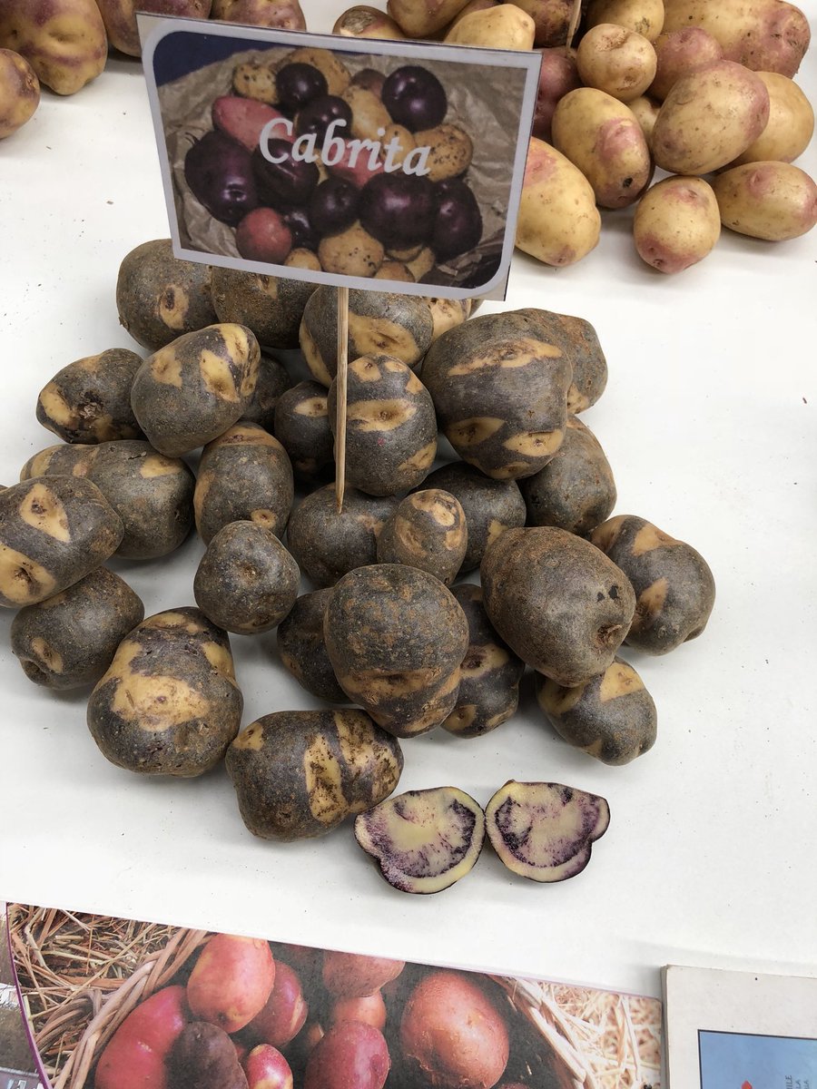 Melvin_Bolton's tweet photo. Beautiful display of the wide variety of native potatoes grown in Chile! Great sources of resistance genes and a myriad of other important traits! @UAustraldeChile #potato #papasnativas #nativepotatoes https://t.co/tPFXLsdVYJ