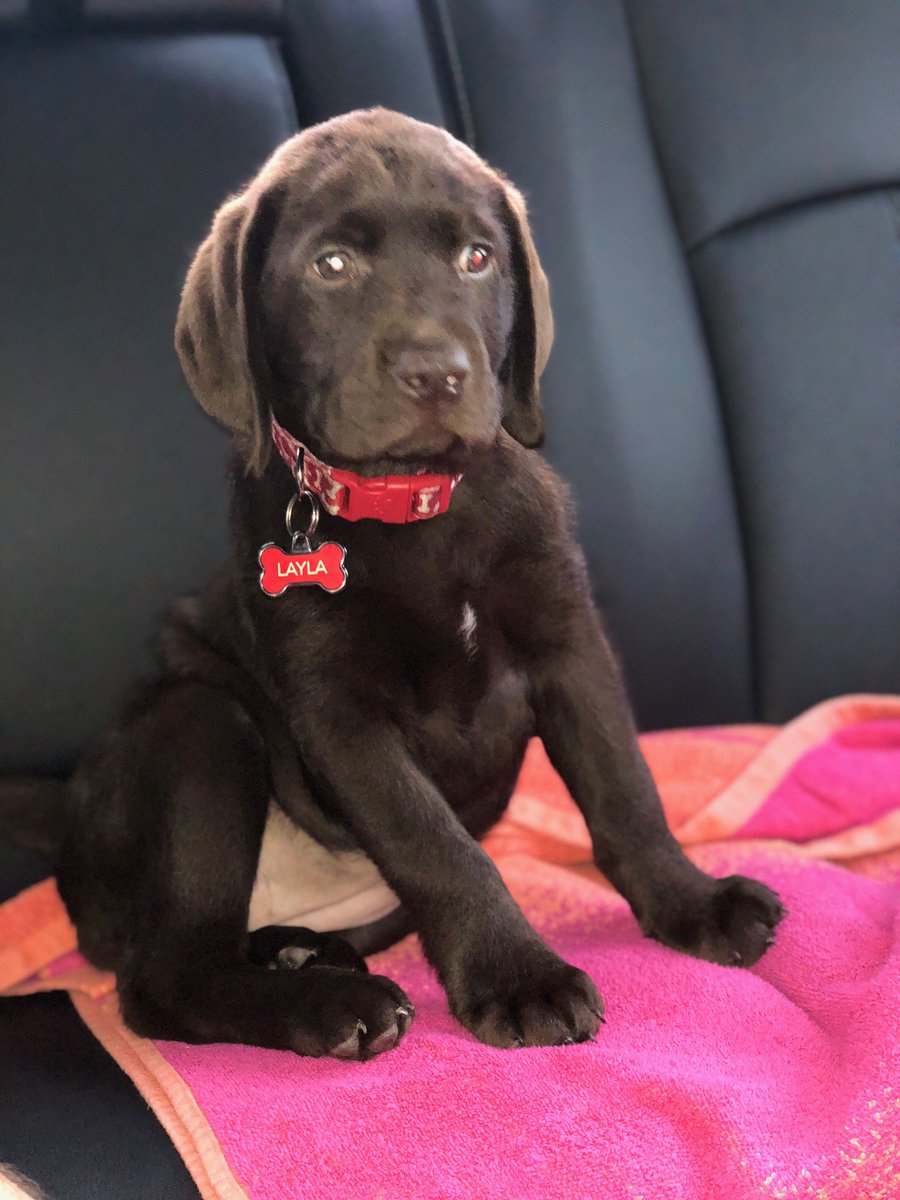 Happy #NationalPuppyDay! 🐶💜