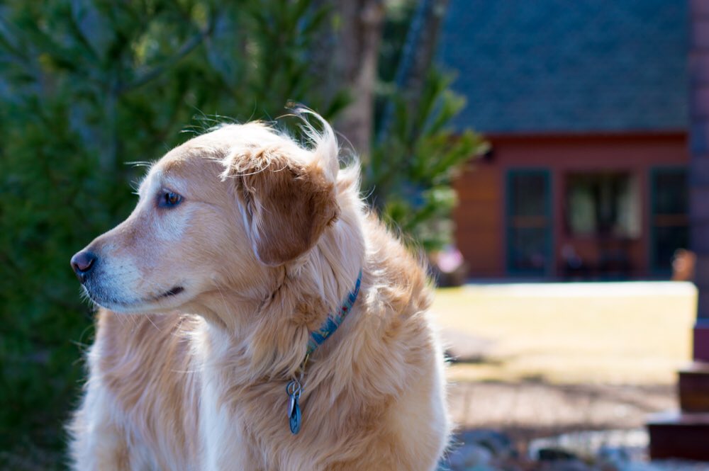 jeffjoyce1234's tweet photo. Everything a dog does, a Golden does better #NationalPuppyDay https://t.co/aaQ6xZGenZ