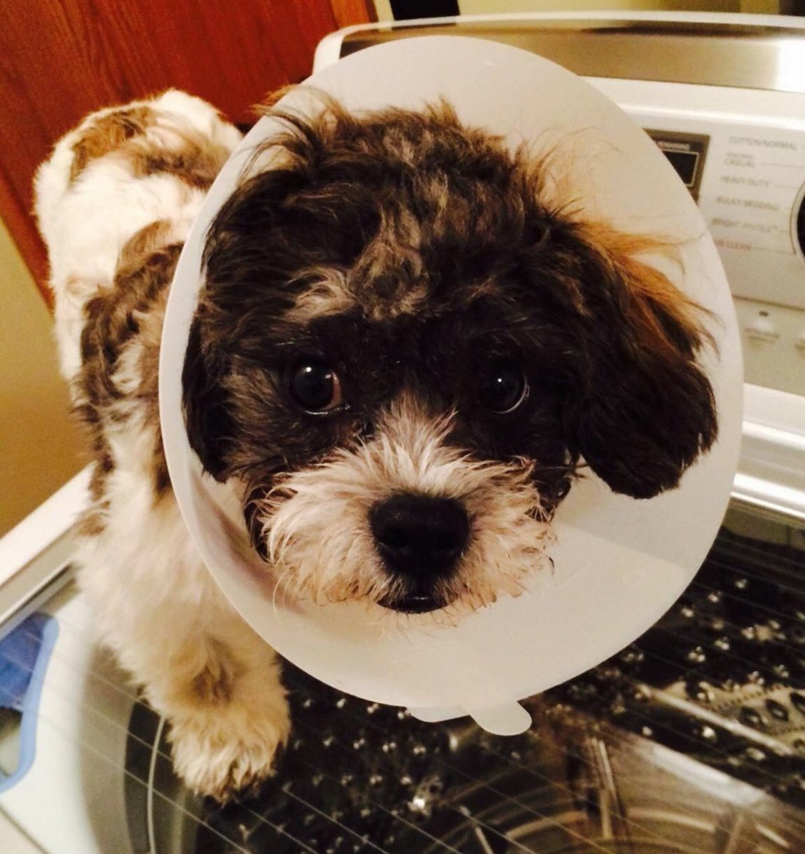 A favorite picture of BearBear as a pup, after the dreaded procedure. #DoginCone  #NationalPuppyDay