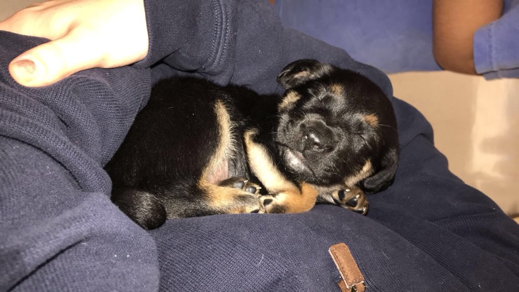 AlgeroSabrina's tweet photo. Happy #NationalPupDay to the best thing that has ever happened to me. I couldn’t imagine life without you and love seeing you grow up!!!! https://t.co/TXTWEgeh82