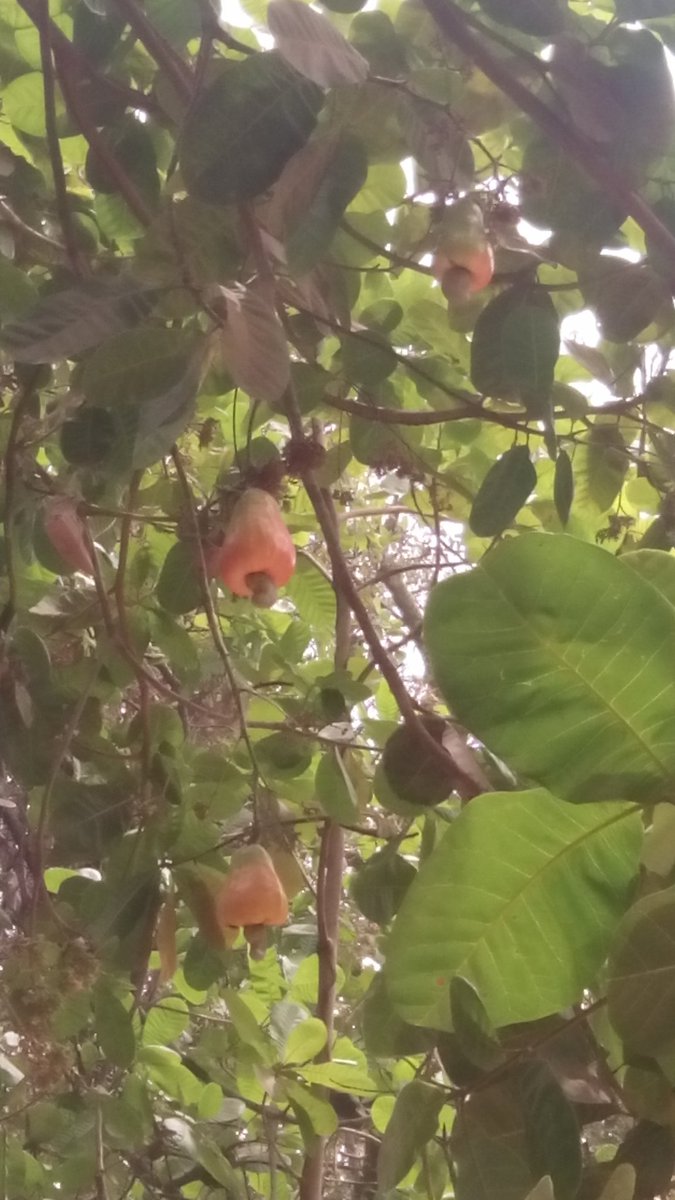 I thank God for such a blessing to my country with many fruits and which at that time already began the cashew. please do not hesitate, come here for huge amount, we are one of the largest producer of Brown the world some advance third largest producer.