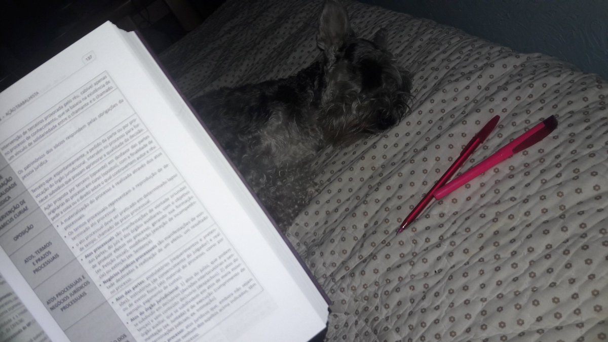 RaphaellaClio's tweet photo. Mh #sexta animada com Saroca! #schnauzer Não sei se fico feliz pq falta pouco e livre 🙏 ou se falta pouco e não terei tempo de ver mt + q necessito rsrs 🙋😖😜 #vamosne #OAB #xxv amanhã #Maratona #Gabaritando #Revisaço https://t.co/dQu8ZwPRTx