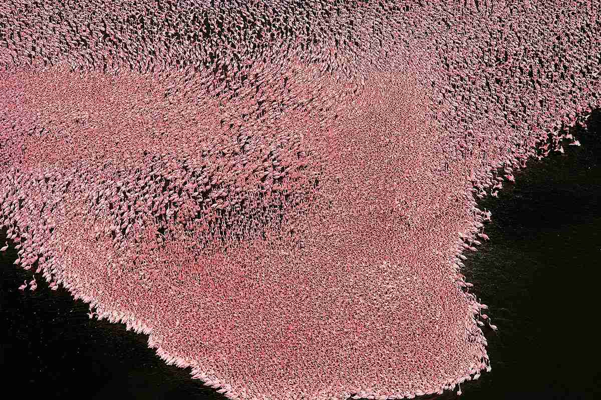 africaupdates's tweet photo. Pink Flamingoes @ Lake Nakuru, Kenya #BeautifulAfrica https://t.co/AuEibHyaoO