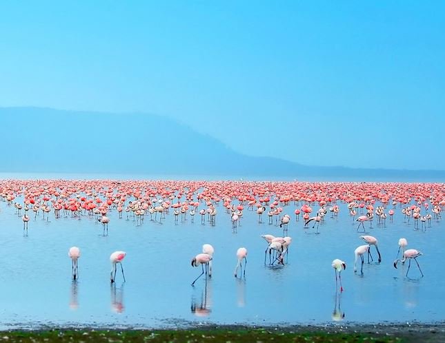 africaupdates's tweet photo. Pink Flamingoes @ Lake Nakuru, Kenya #BeautifulAfrica https://t.co/AuEibHyaoO