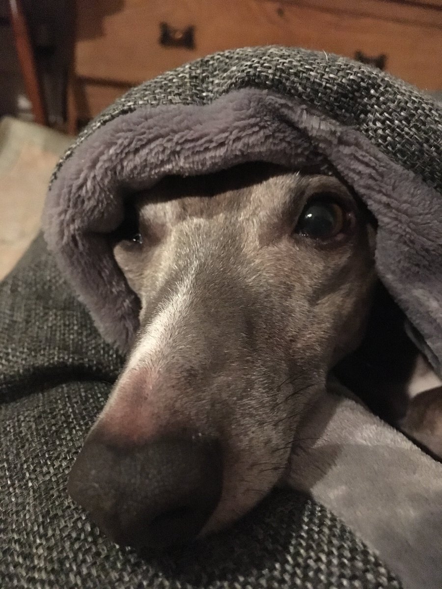 AmooreLouise's tweet image. Optimal burrowing achieved.. #LazyWhippet #NotSpringYet #Hibernating