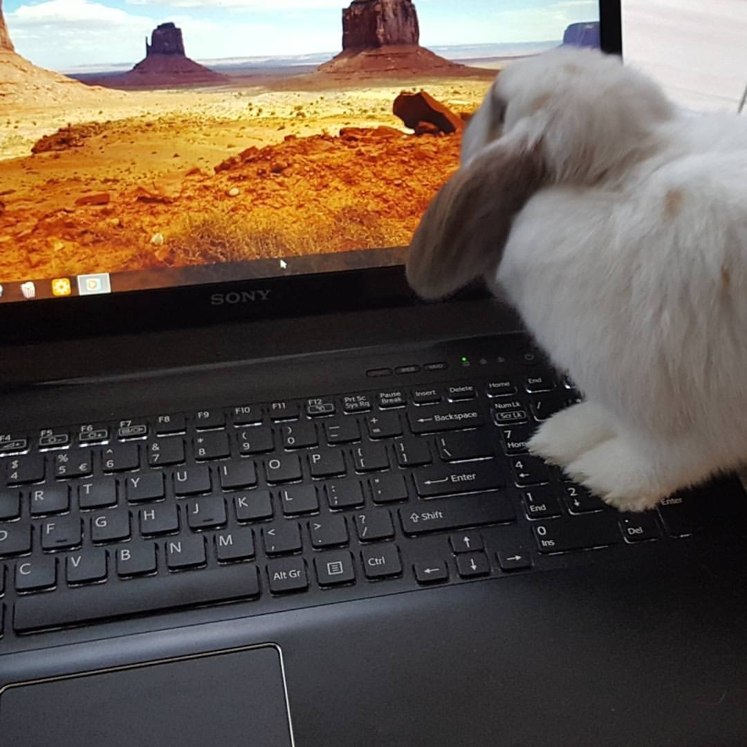 MoniqueSlijpen's tweet photo. Trying to get some work done on my laptop...I think I'll try again tomorrow 😄 #bunnyhelp #nosy https://t.co/kk119gf3YJ