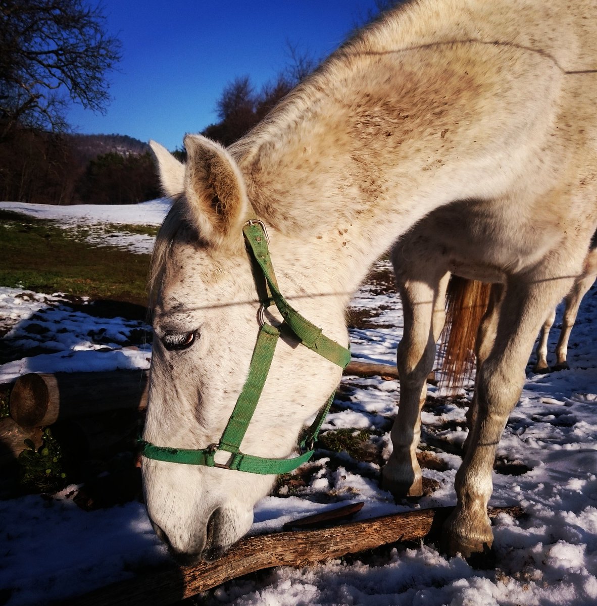 _LyErg_'s tweet photo. Horses &amp; Snow 🐴❄
#mountain #snow #winter #horses #animal #nature #travel #photography https://t.co/6BuISJf3Oi