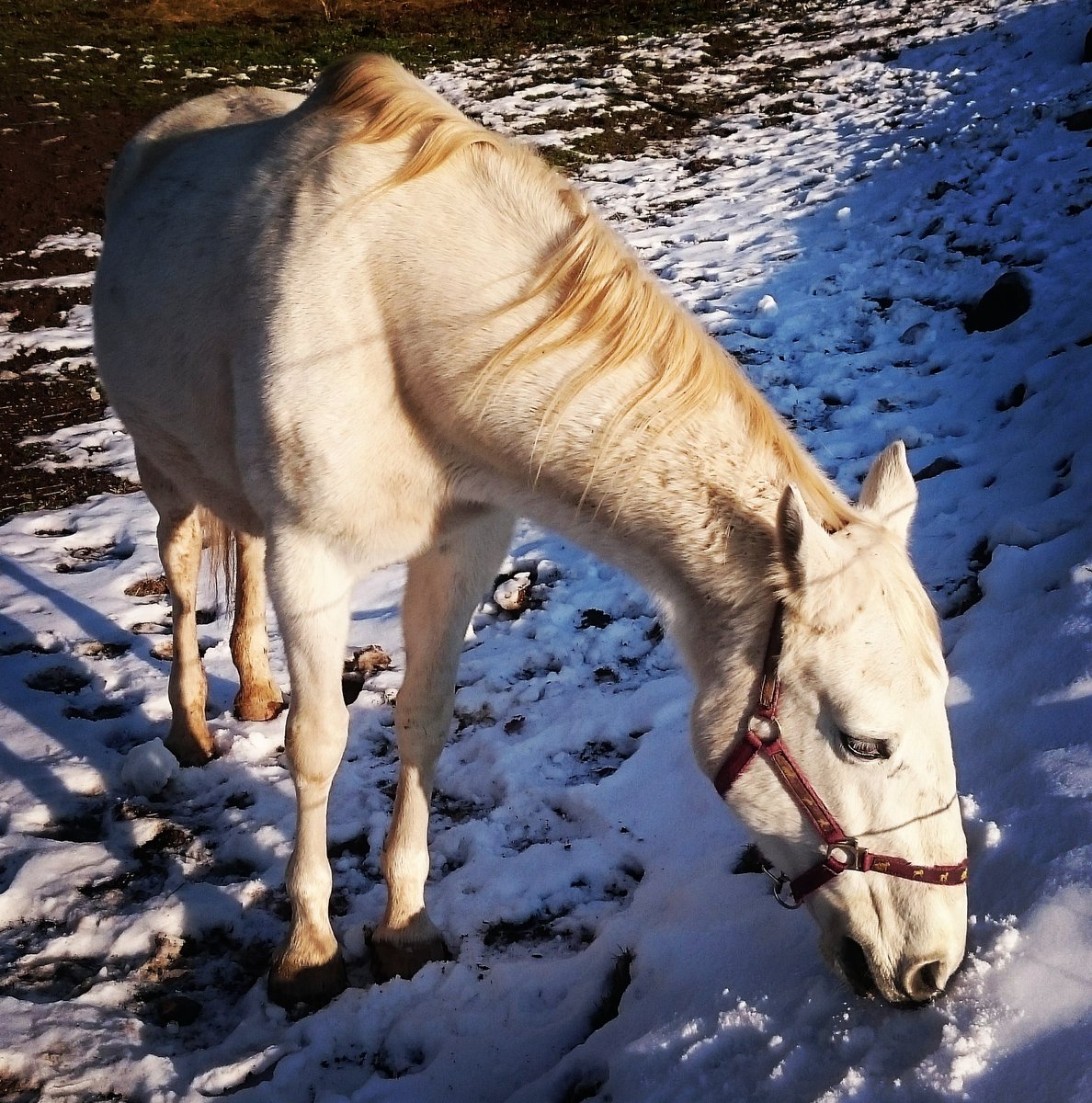 _LyErg_'s tweet photo. Horses &amp; Snow 🐴❄
#mountain #snow #winter #horses #animal #nature #travel #photography https://t.co/6BuISJf3Oi