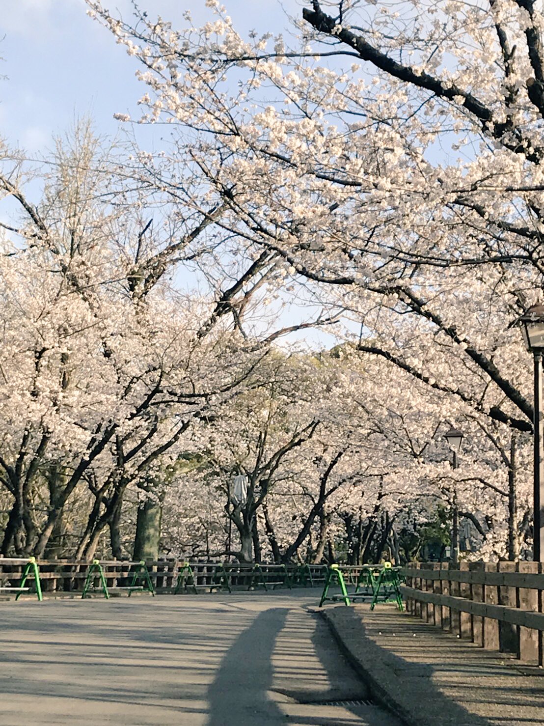 Twitter 上的 熊本市 熊本城の桜の開花状況をお届けする 今日の一咲 ひとさき 桜が満開の熊本城 二の丸広場には早くもブルーシートが お花見いいですね また 今日から行幸坂を一般開放します 普段入ることができない場所を 桜と一緒にお楽しみ